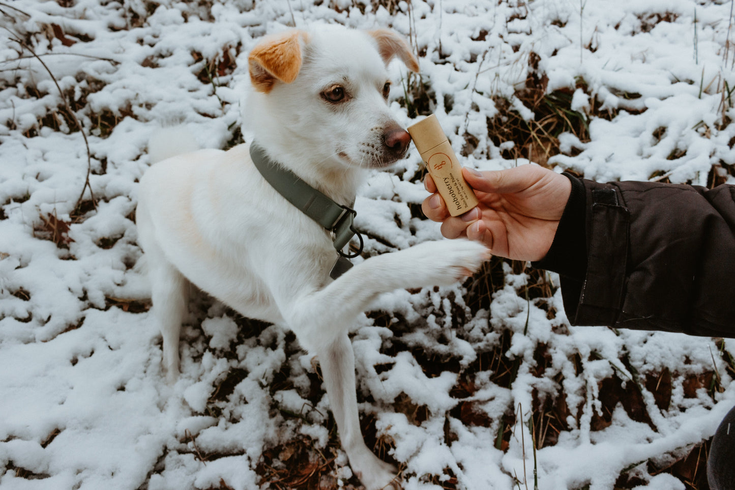 cream white korean village dog in the snow lifting one front paw to touch his male-owner's hand that is holding a kraft paper tube paw balm against the dog's nose