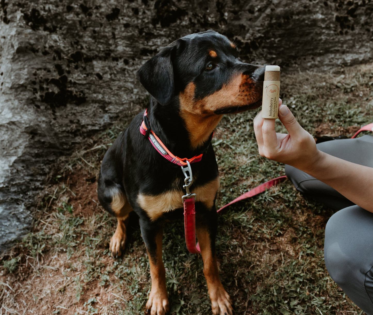 black and tan rottweiler with a red collar and leash sniffing an open kraft paper tube of hoboberry balm being held up to its nose by a human hand