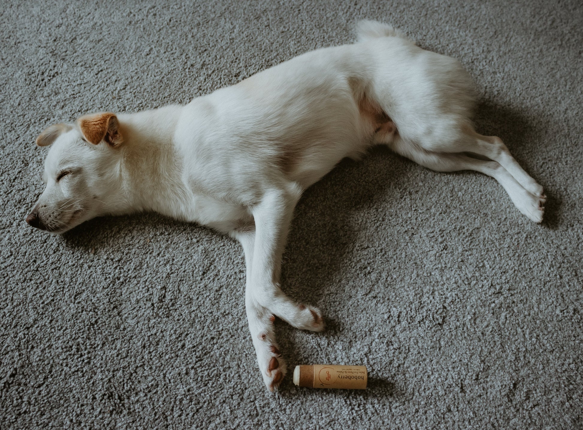 cream white korean village dog laying on his side with paw balm directed towards his front paw