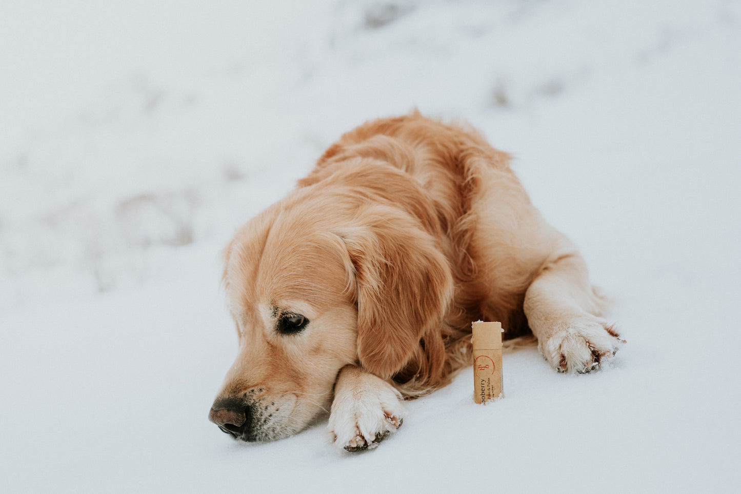 a golden retriever laying down in the snow with a kraft paper tube of hoboberry balm for paws and palms in front of him